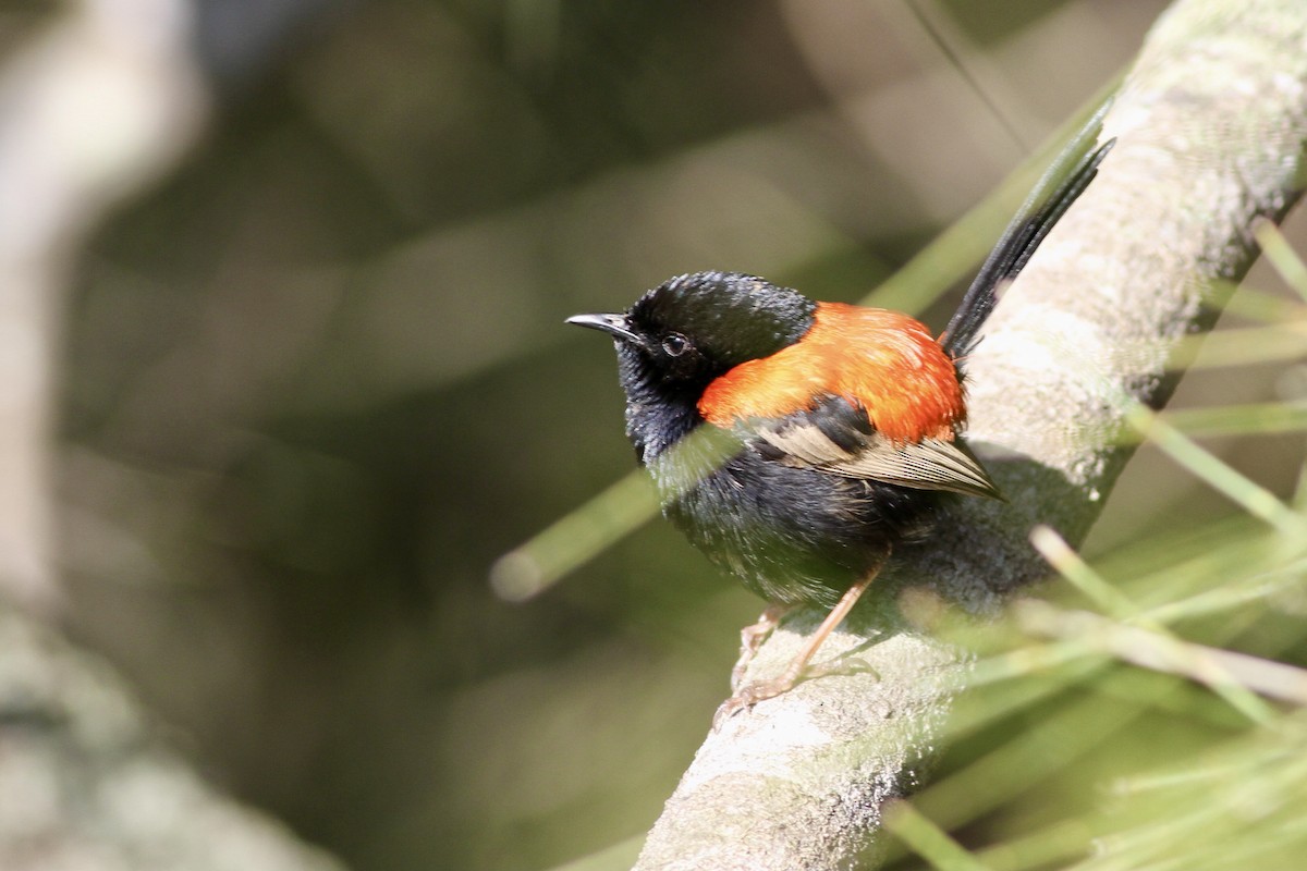 Red-backed Fairywren - ML475531471