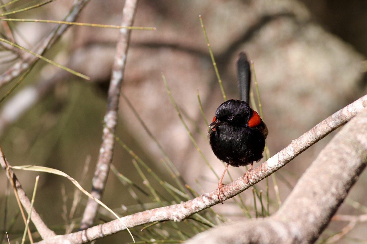 Red-backed Fairywren - ML475531481