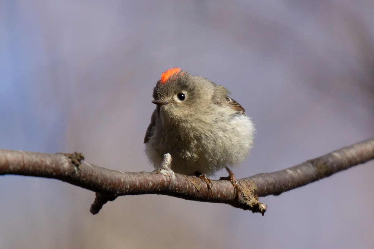 Ruby-crowned Kinglet - David Turgeon