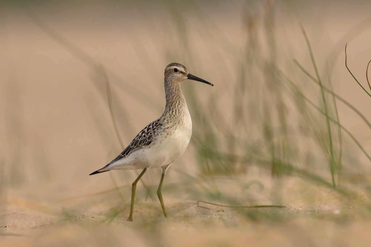 Stilt Sandpiper - ML475531681