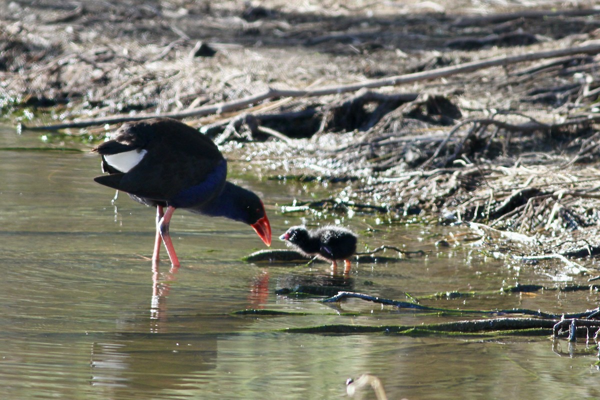 Australasian Swamphen - ML475531751