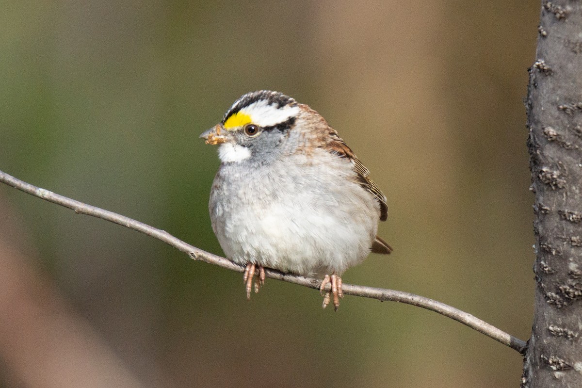 White-throated Sparrow - David Turgeon