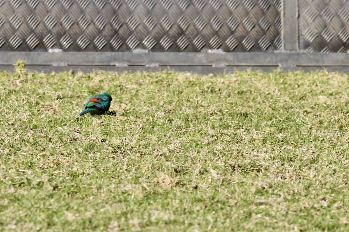 Red-rumped Parrot - ML475532591