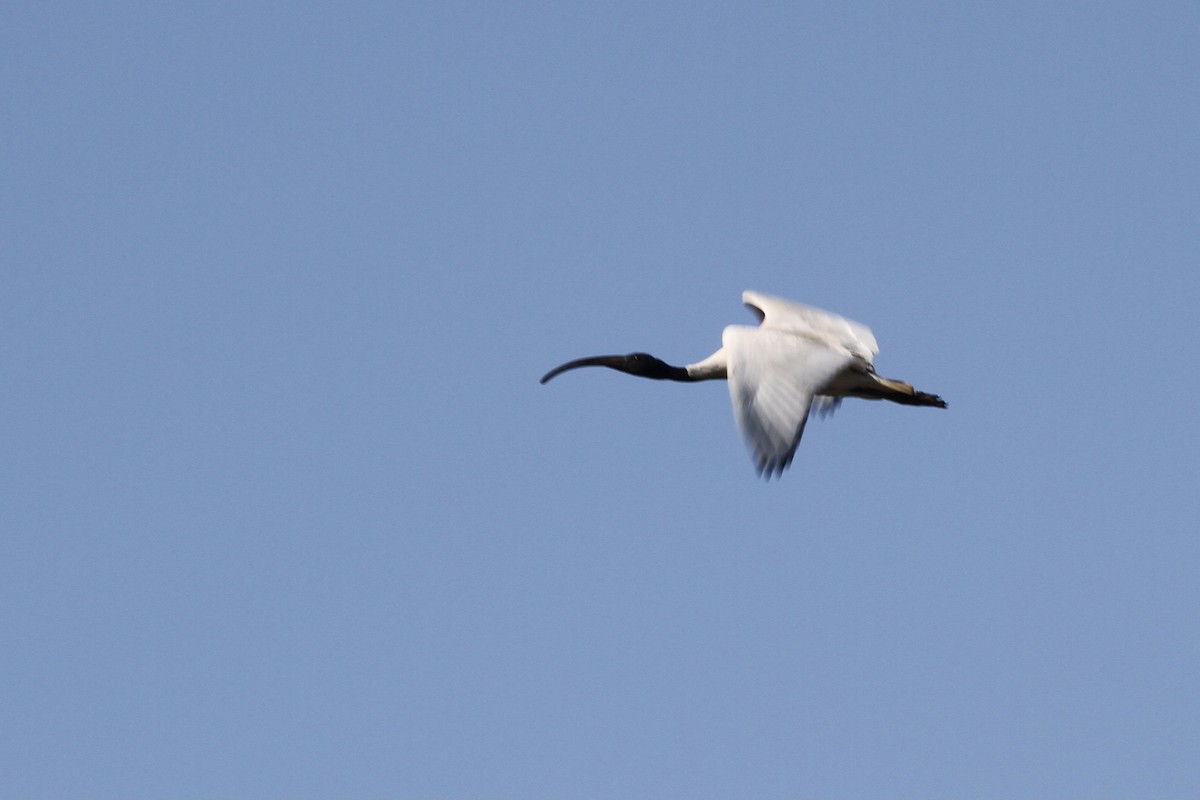 Ibis à cou noir - ML475532691