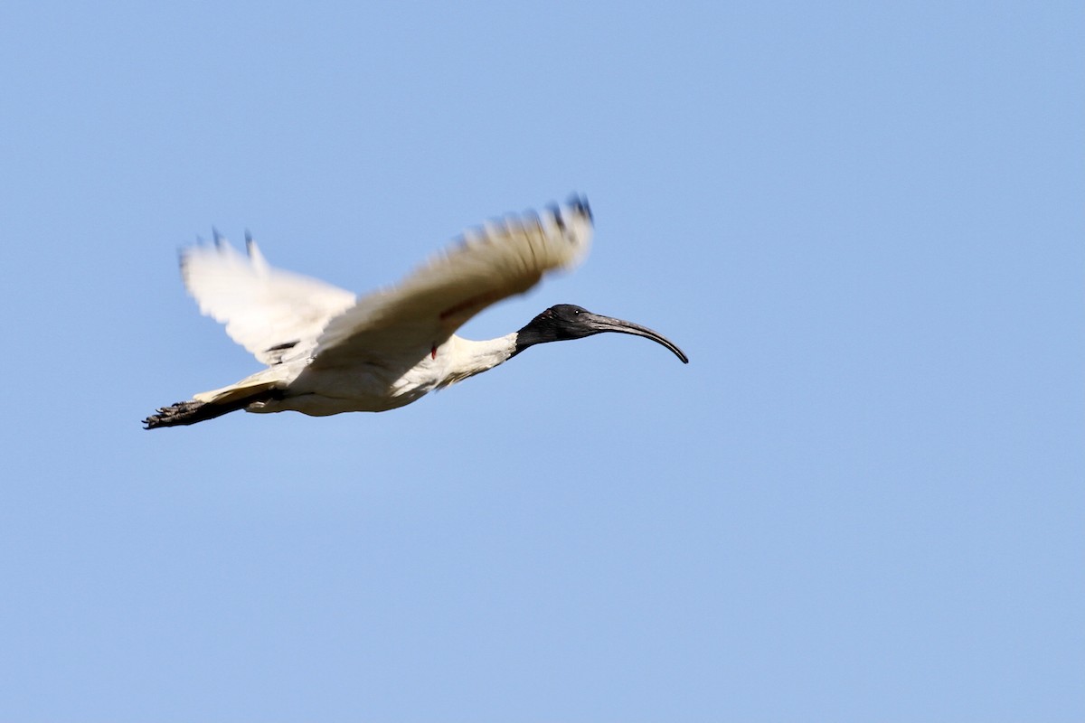 ibis australský - ML475532701
