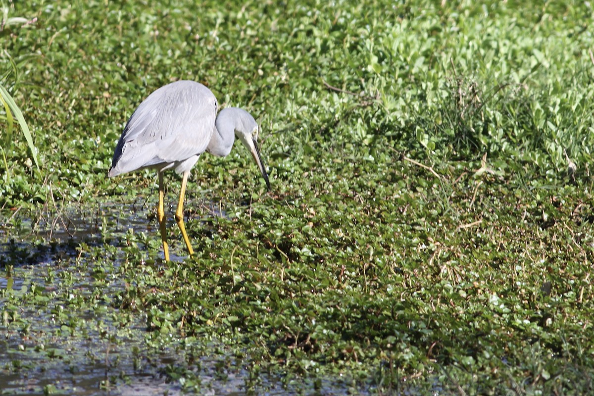 White-faced Heron - ML475532791