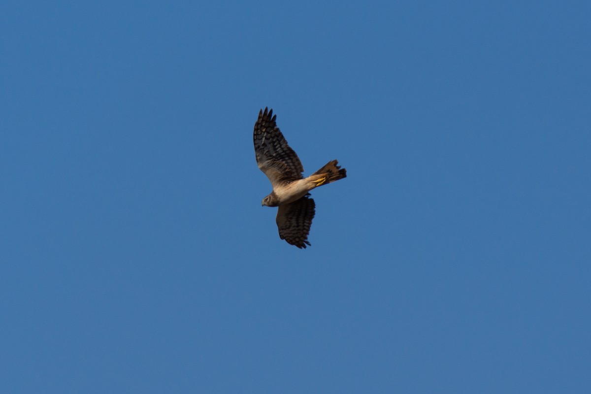 Northern Harrier - ML475533051