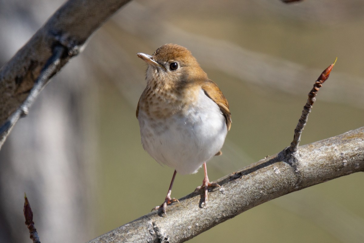 Veery - ML475533061