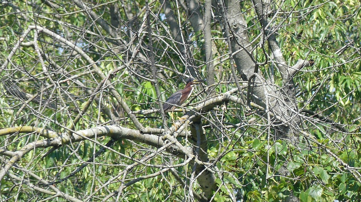 Green Heron - ML475533211