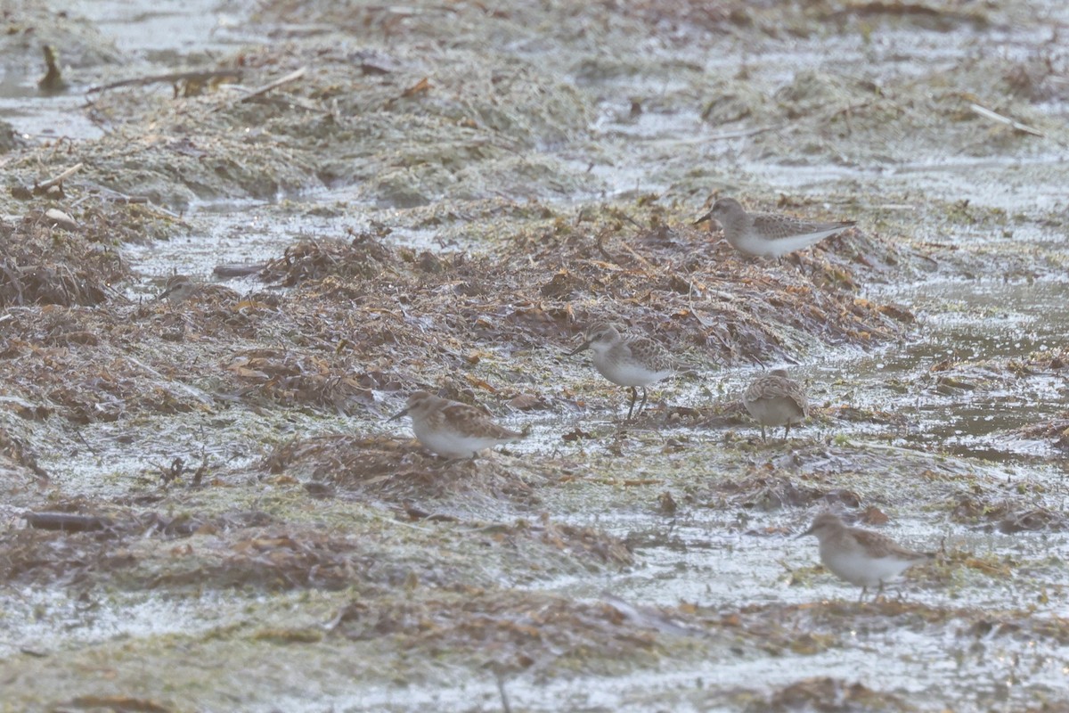 Semipalmated Sandpiper - ML475533611