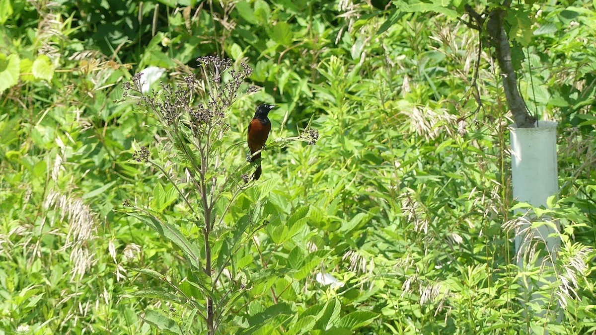 Orchard Oriole - ML475533701