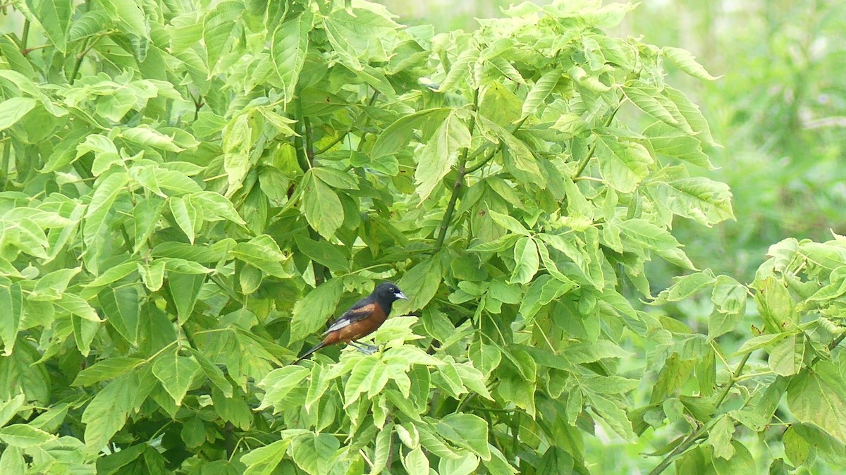 Orchard Oriole - ML475533911