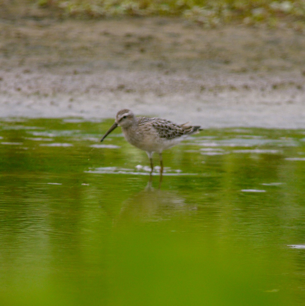 Stilt Sandpiper - ML475534141