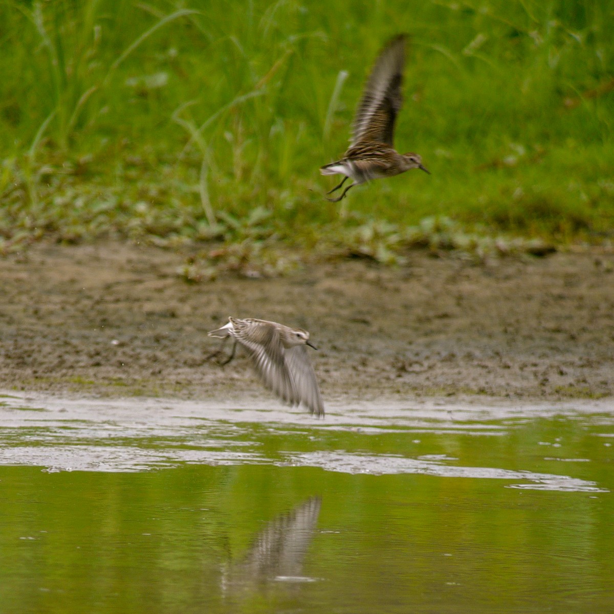 Semipalmated Sandpiper - ML475534161