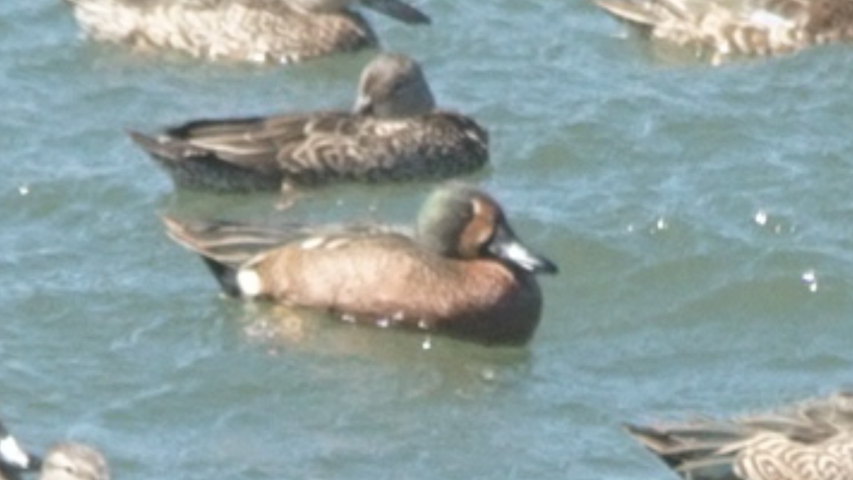 Blue-winged x Cinnamon Teal (hybrid) - ML47553421