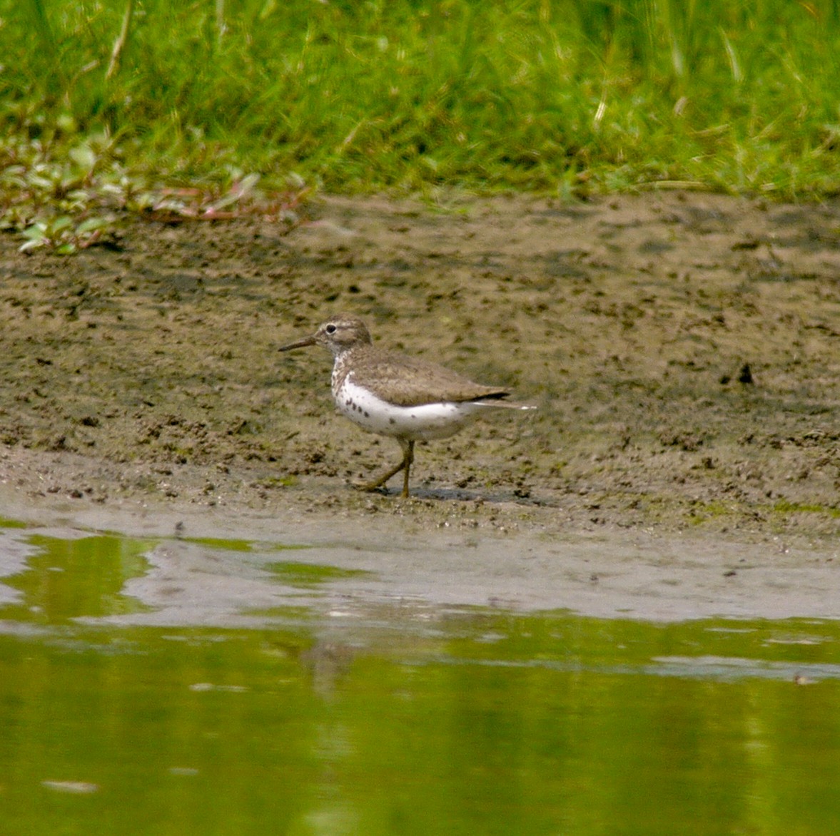 Spotted Sandpiper - ML475534211