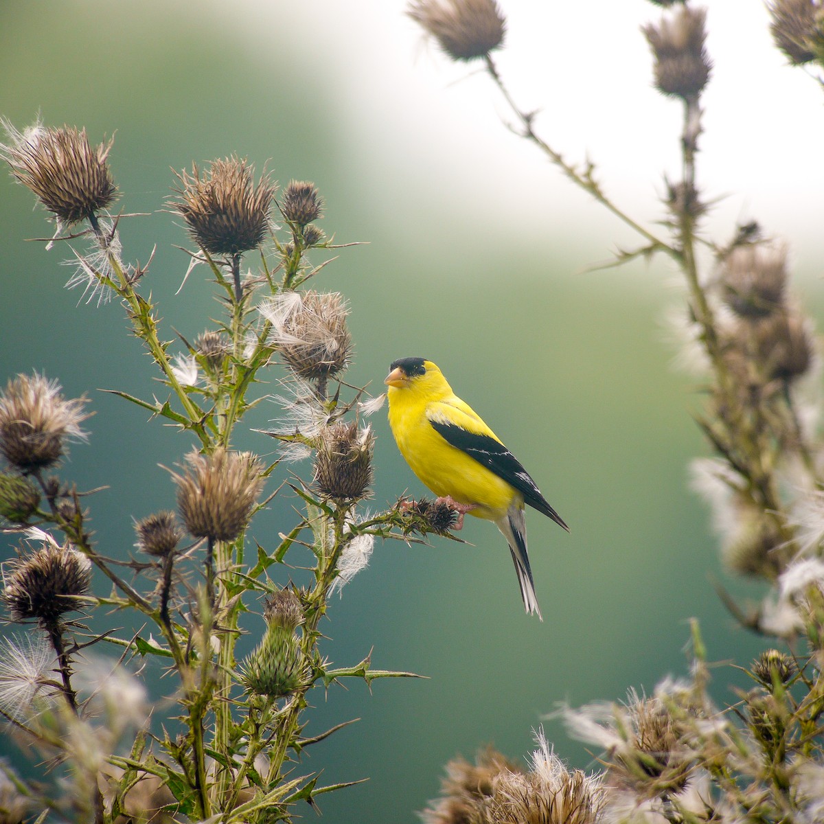 American Goldfinch - ML475534291