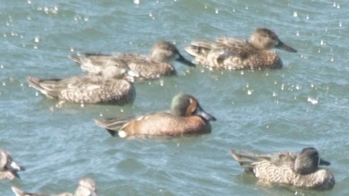 Blue-winged x Cinnamon Teal (hybrid) - ML47553441