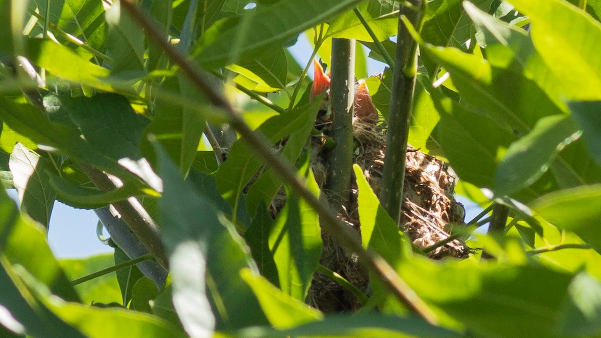 American Goldfinch - Todd Kiraly