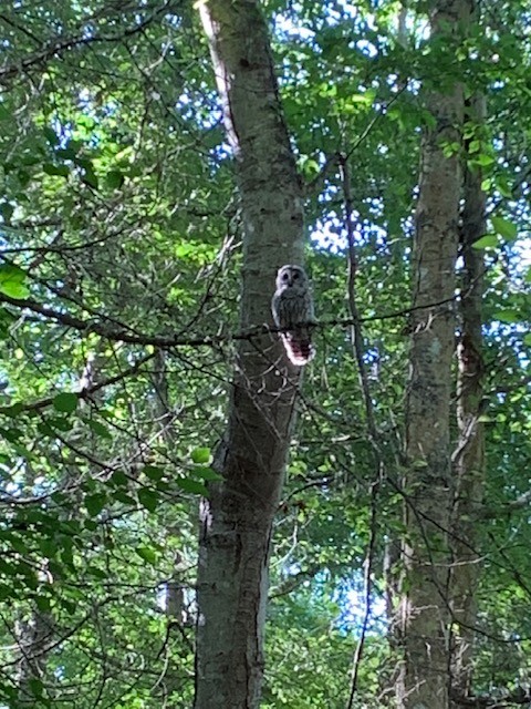 Barred Owl - ML475535121