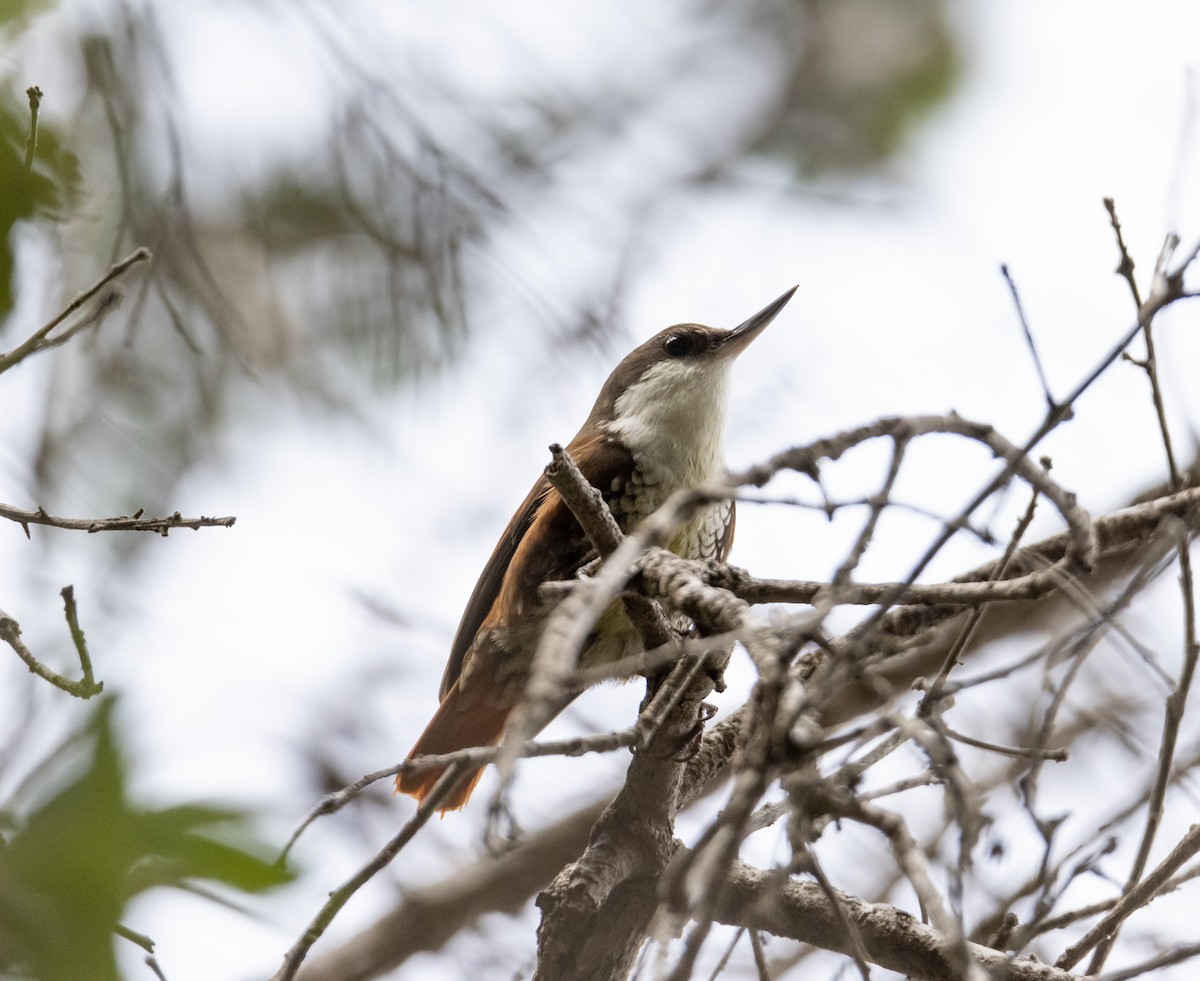 White-throated Treerunner - ML475535231