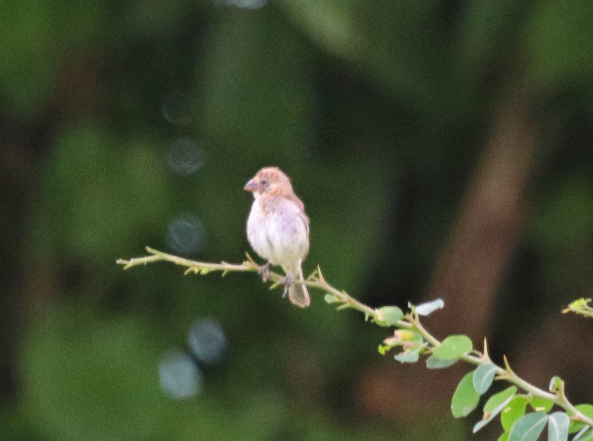 Ruddy-breasted Seedeater - ML475535271