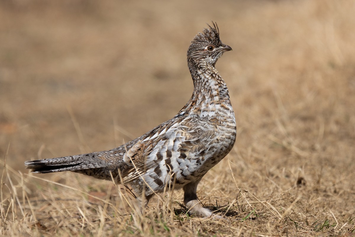 Ruffed Grouse - ML475536191