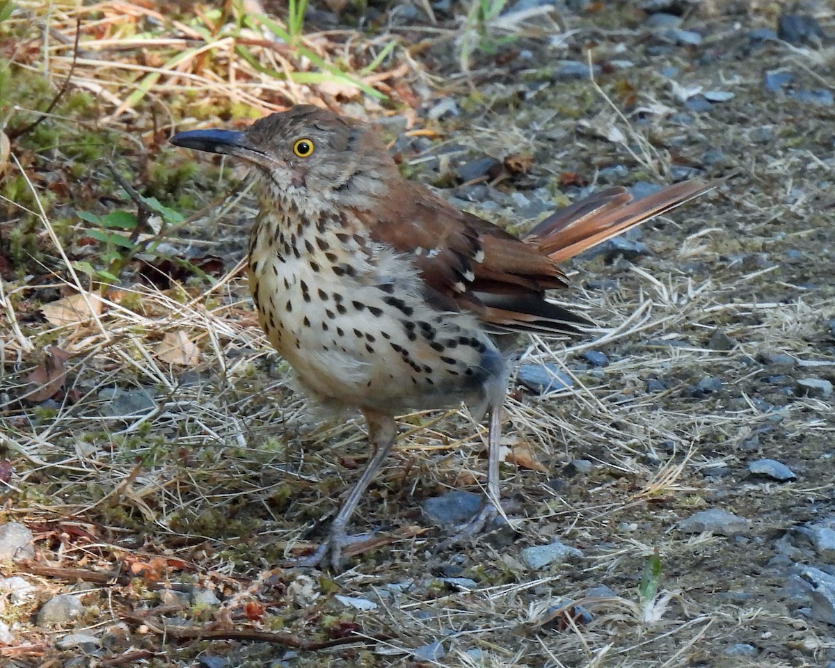 Brown Thrasher - ML475536961