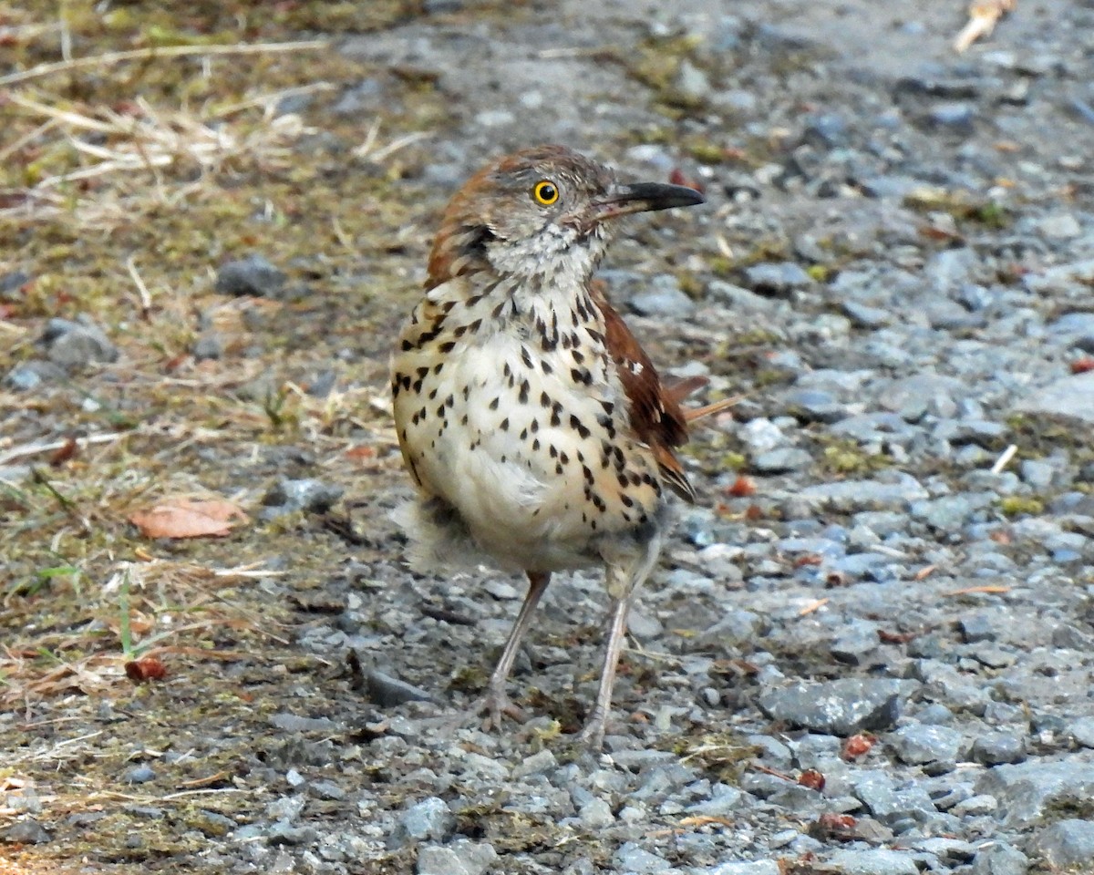 Brown Thrasher - ML475536991