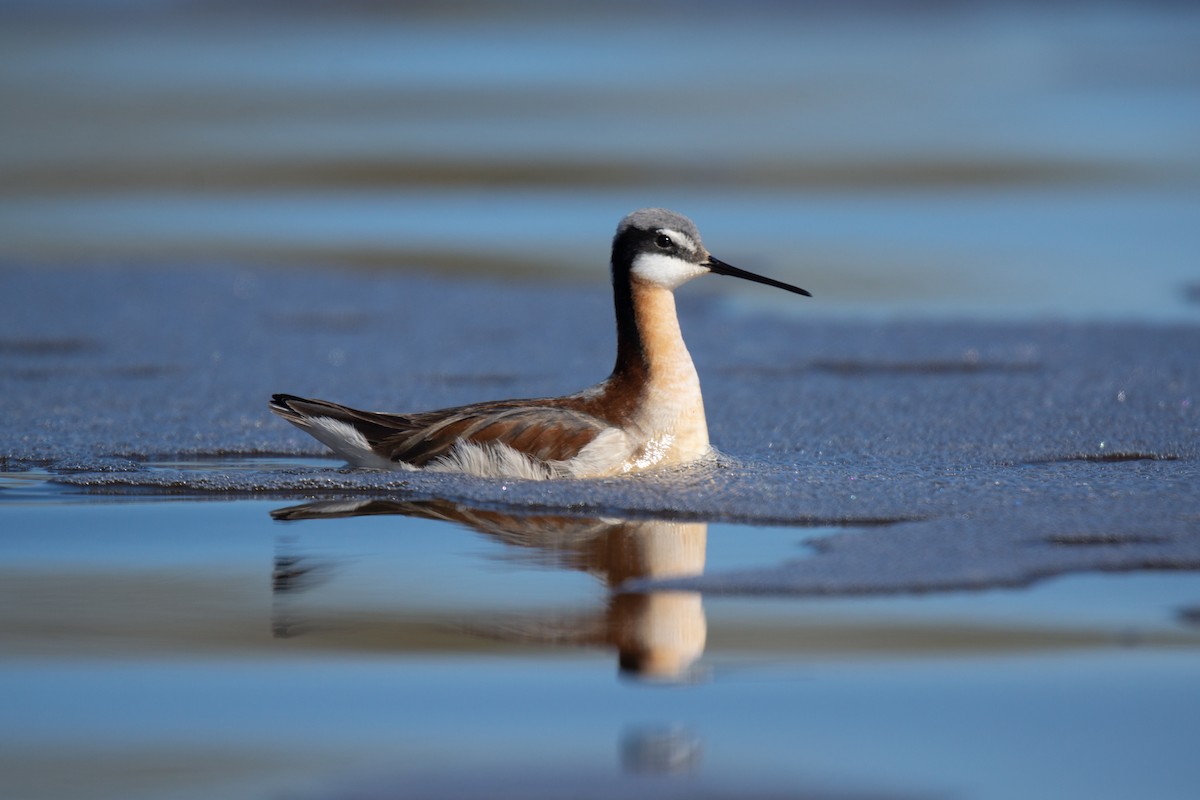 Wilson's Phalarope - ML475537201