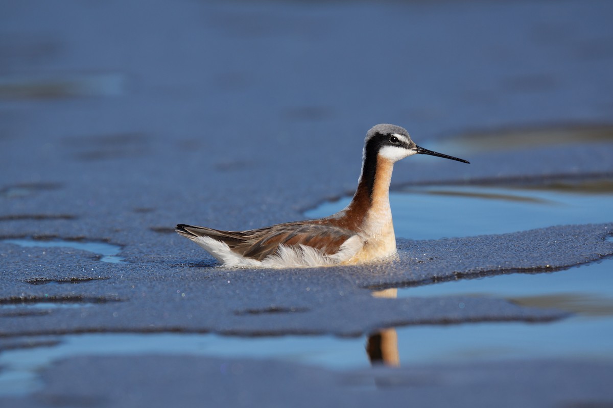 Wilson's Phalarope - ML475537211