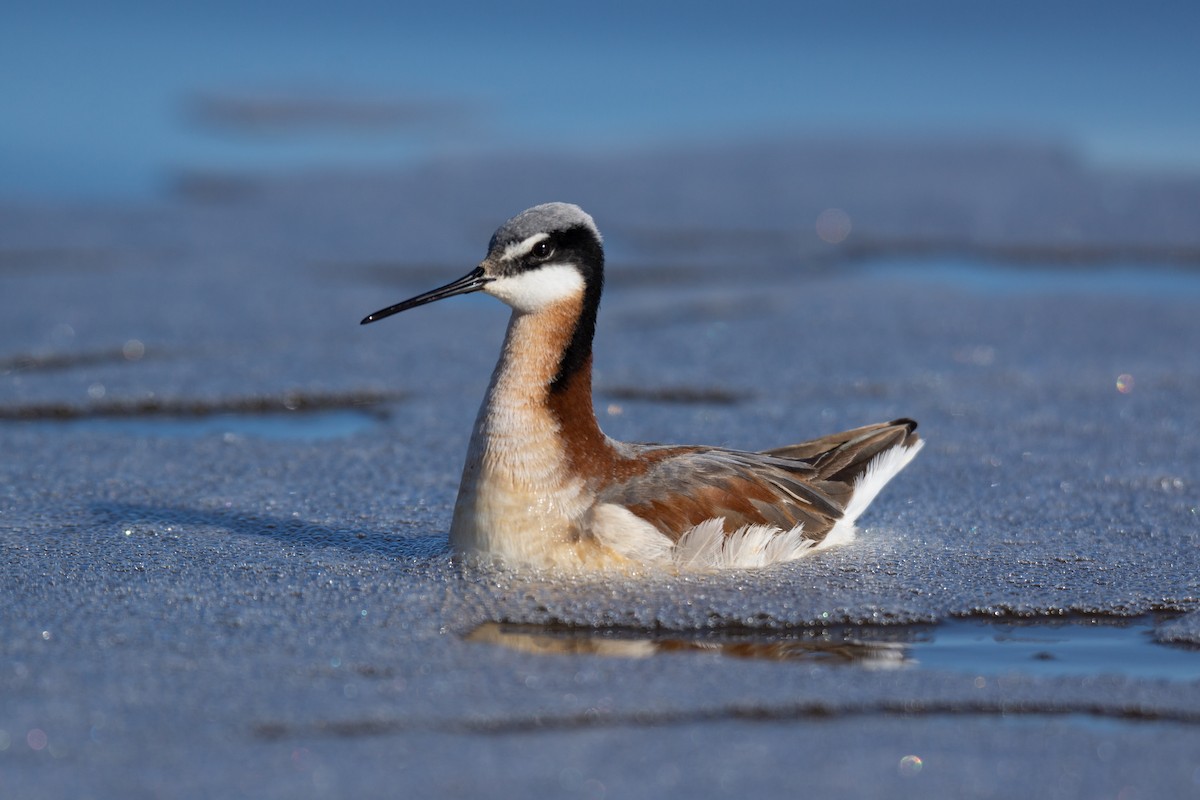 Wilson's Phalarope - ML475537241