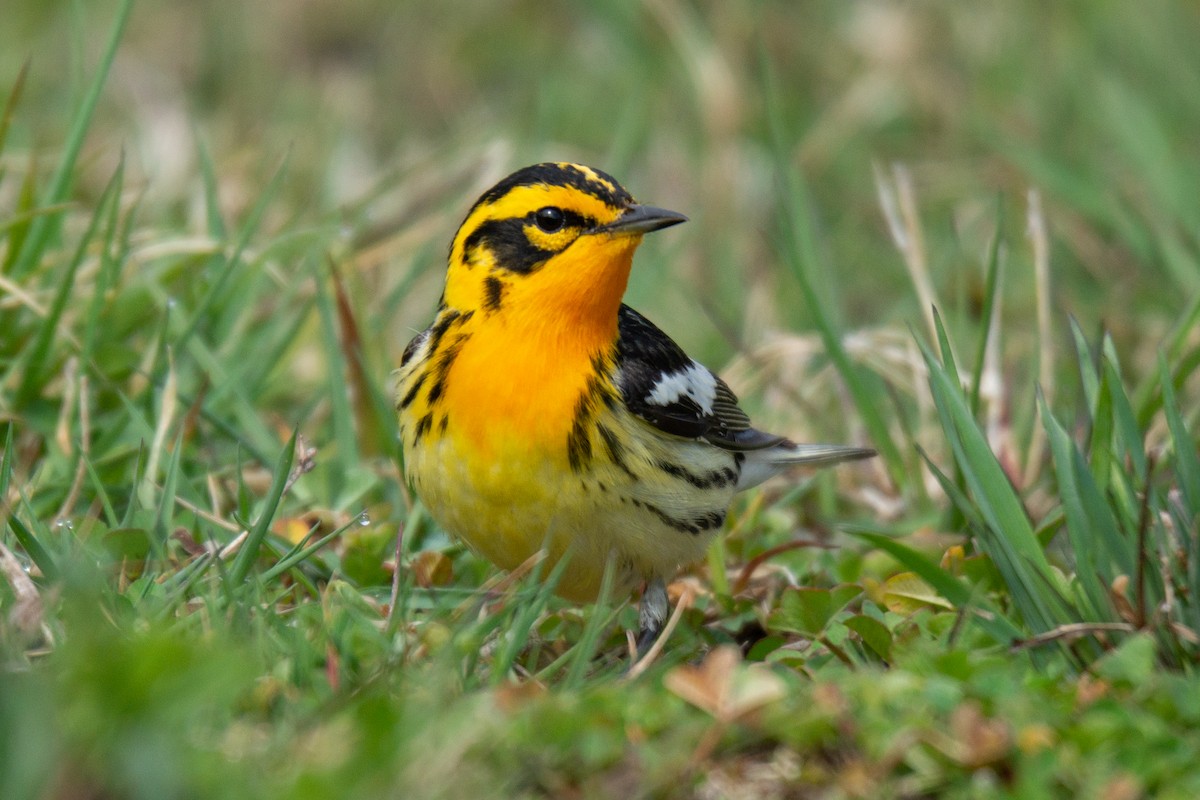 Blackburnian Warbler - ML475538311