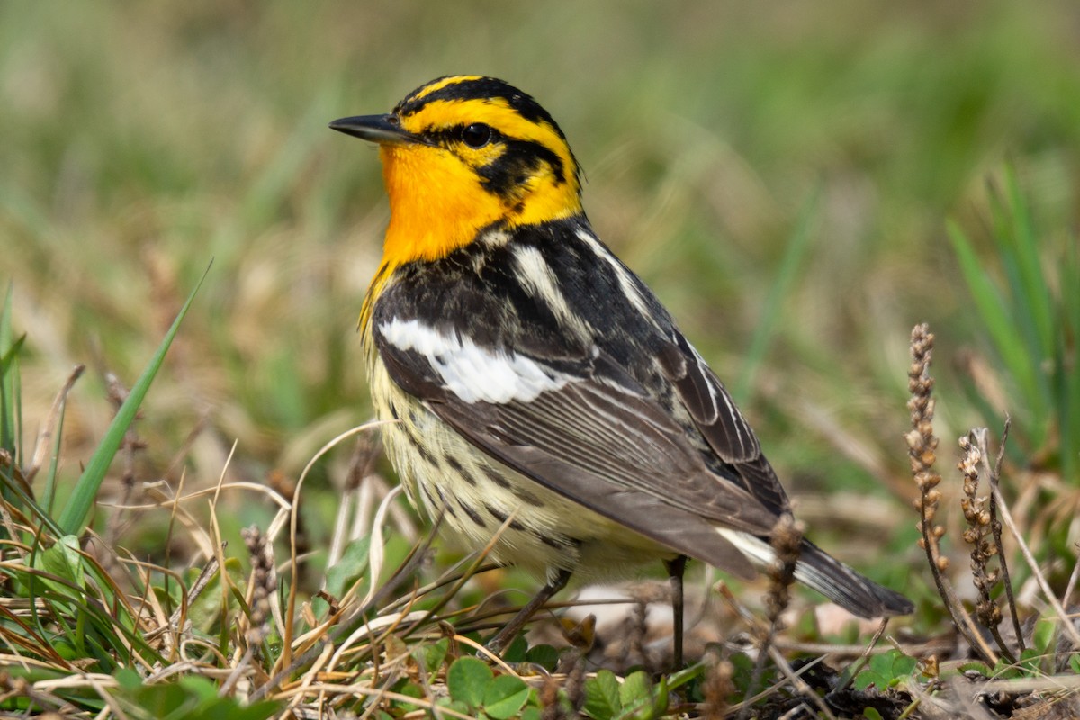 Blackburnian Warbler - ML475538321