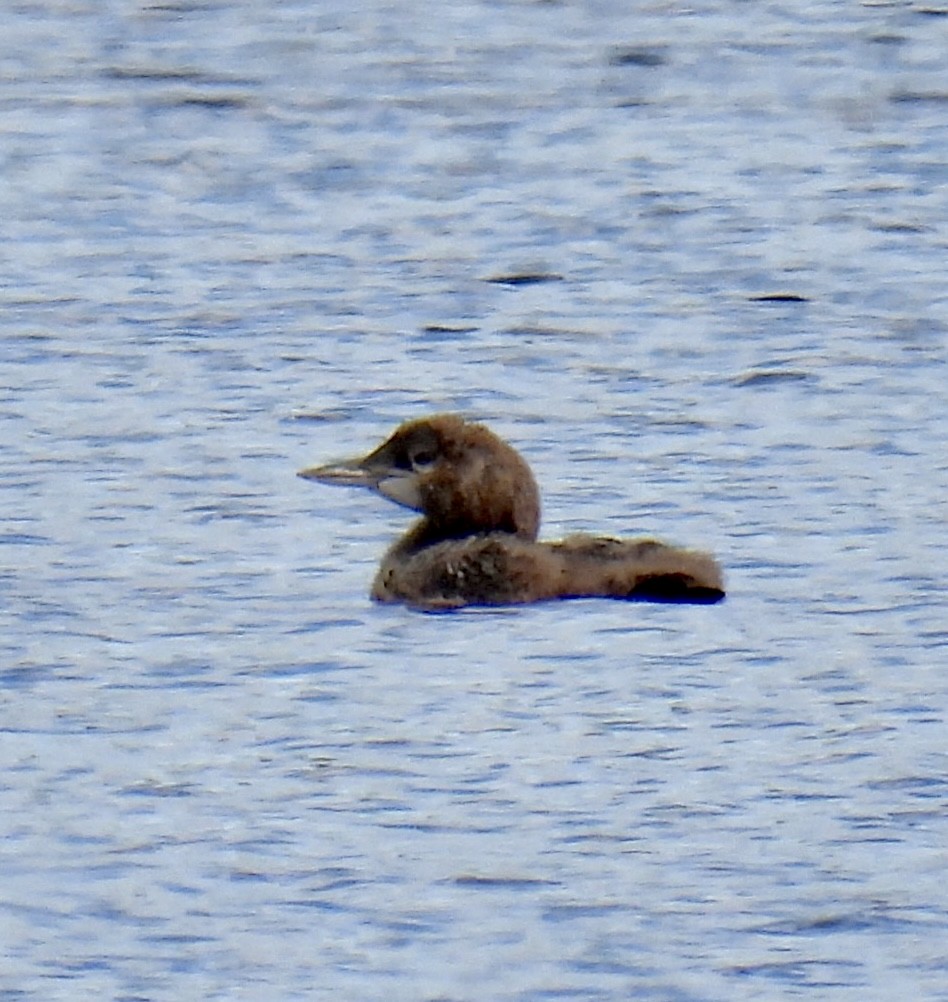 Common Loon - ML475538501