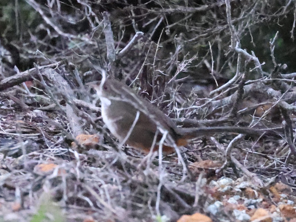 Noisy Scrub-bird - Myles McNally