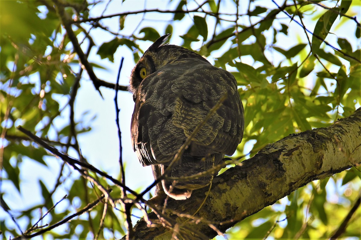 Great Horned Owl - ML475539191