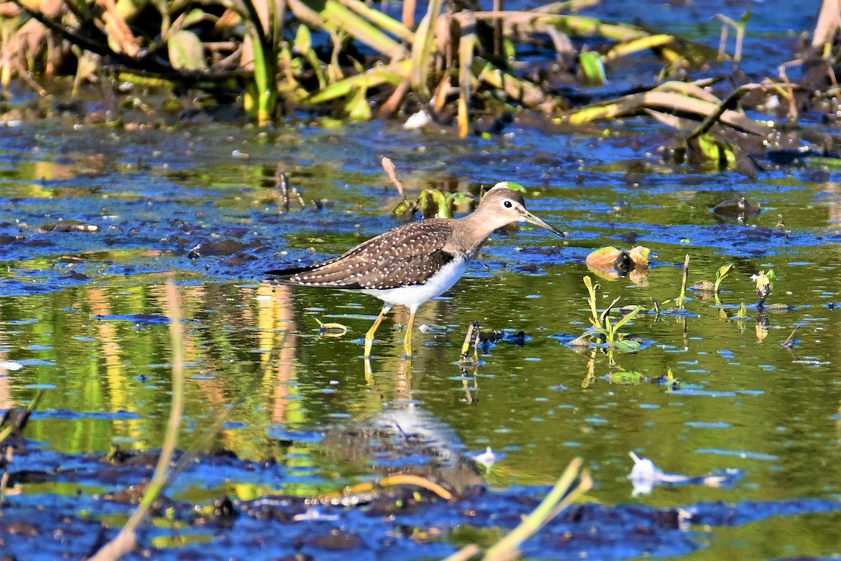 Solitary Sandpiper - ML475539651