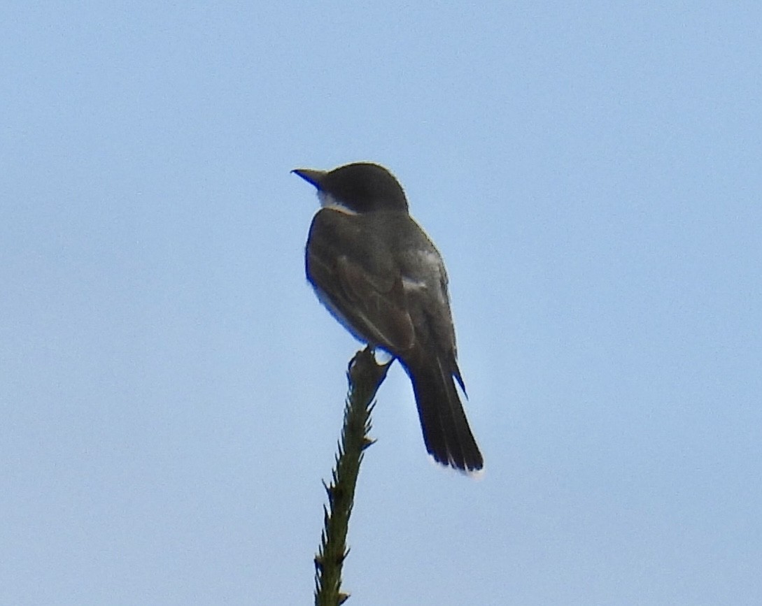 Eastern Kingbird - ML475539721