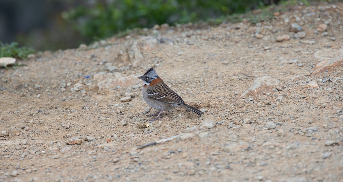 Rufous-collared Sparrow - ML475540551
