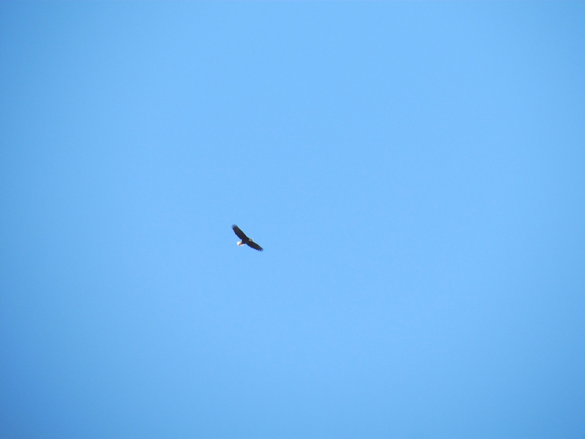 Bald Eagle - ML47554061