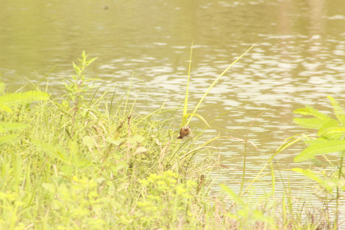 Cinnamon-rumped Seedeater - Bobby Figarotta