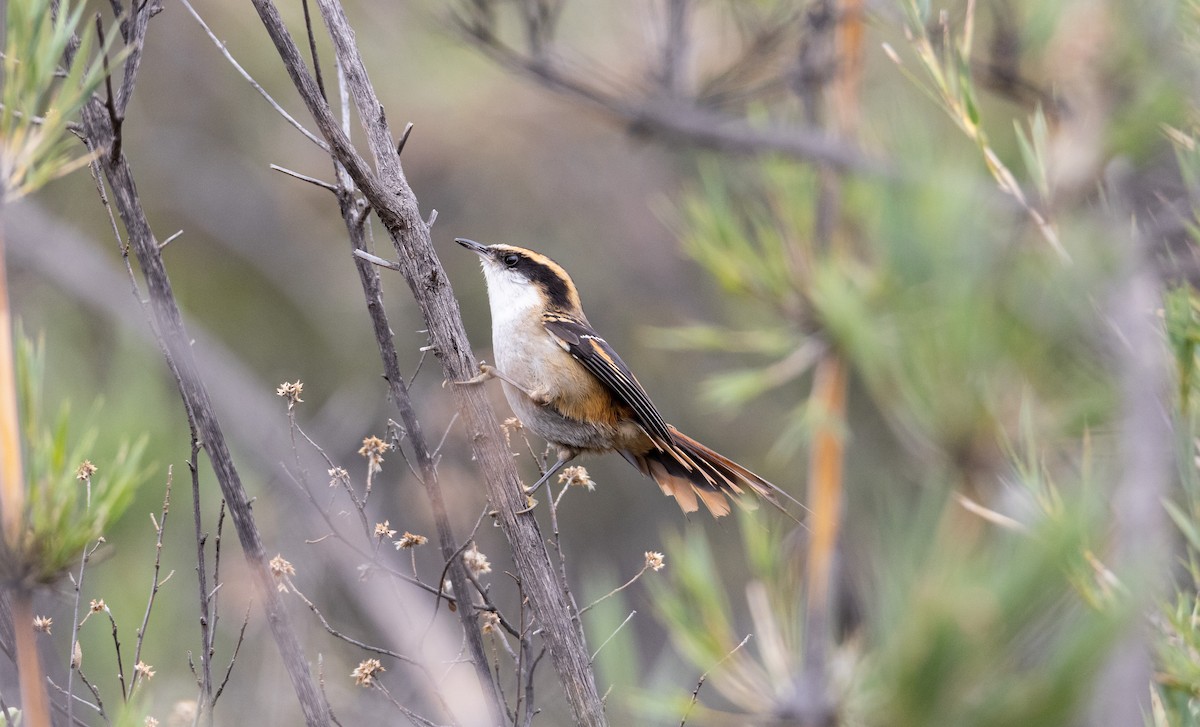 Thorn-tailed Rayadito - Andres Arancibia