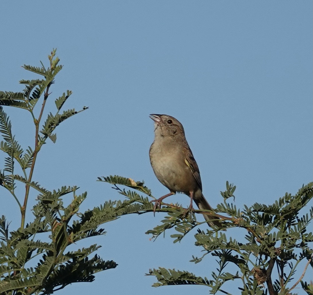 Botteri's Sparrow - ML475542161