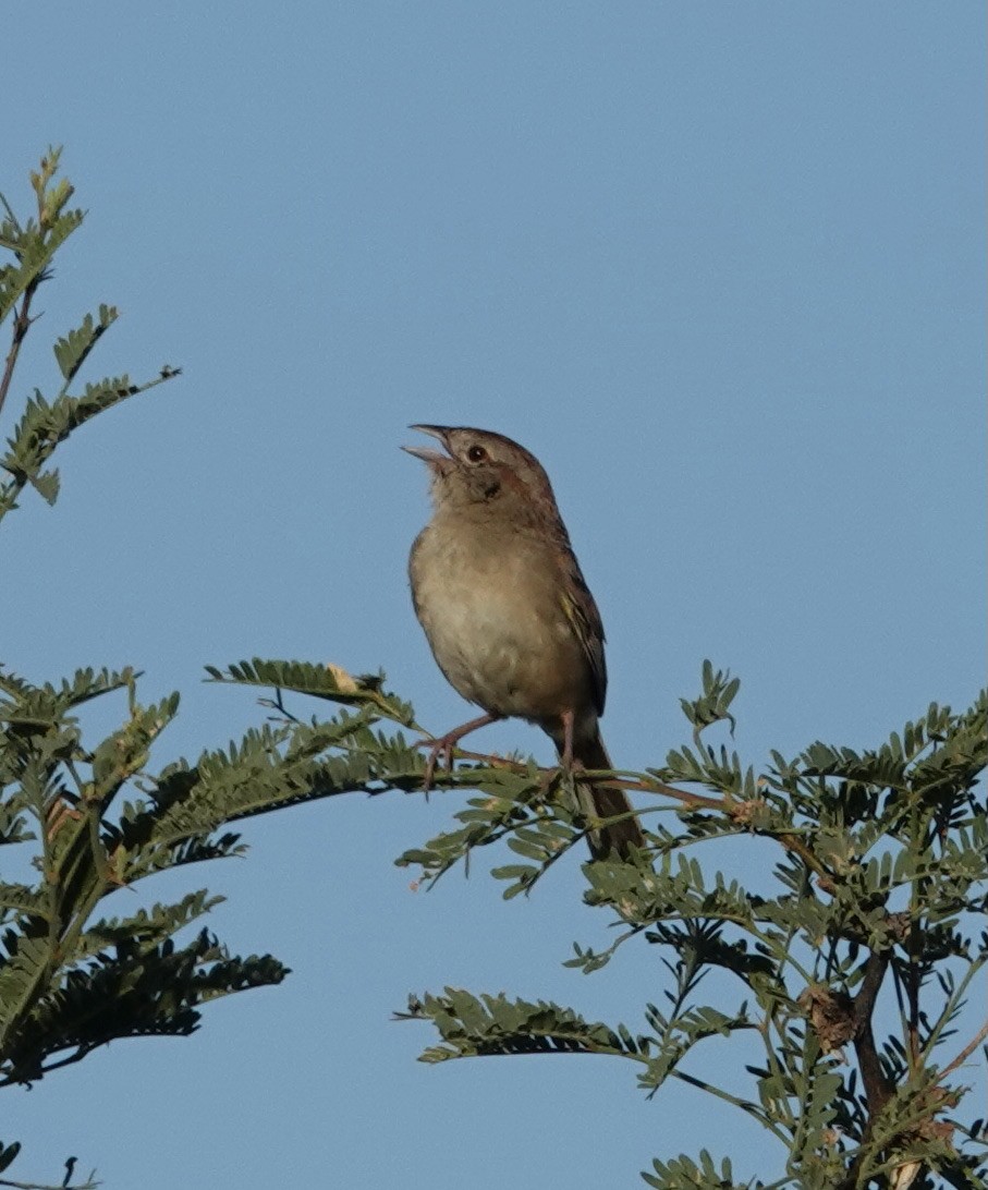 Botteri's Sparrow - ML475542251