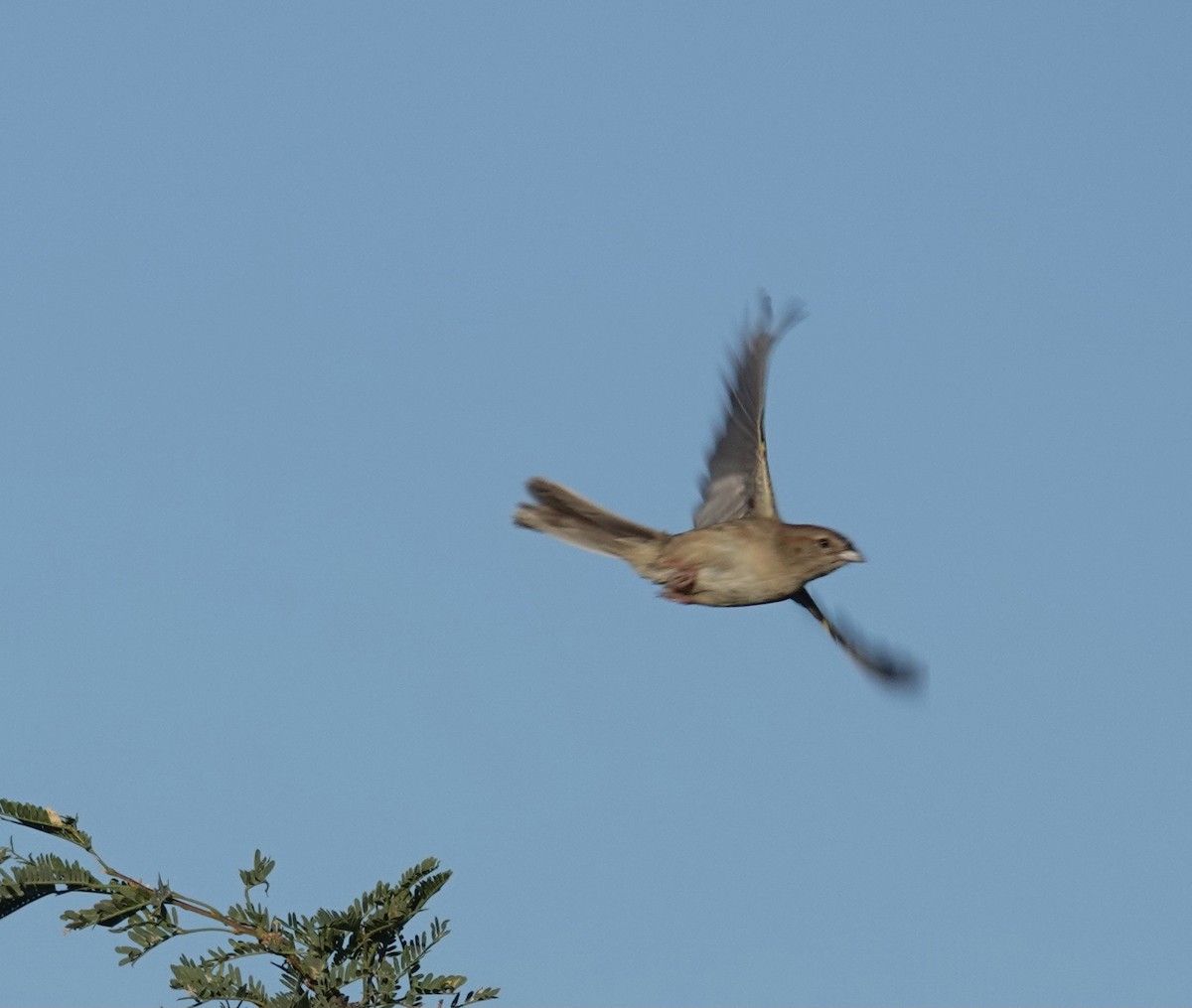 Botteri's Sparrow - ML475542281