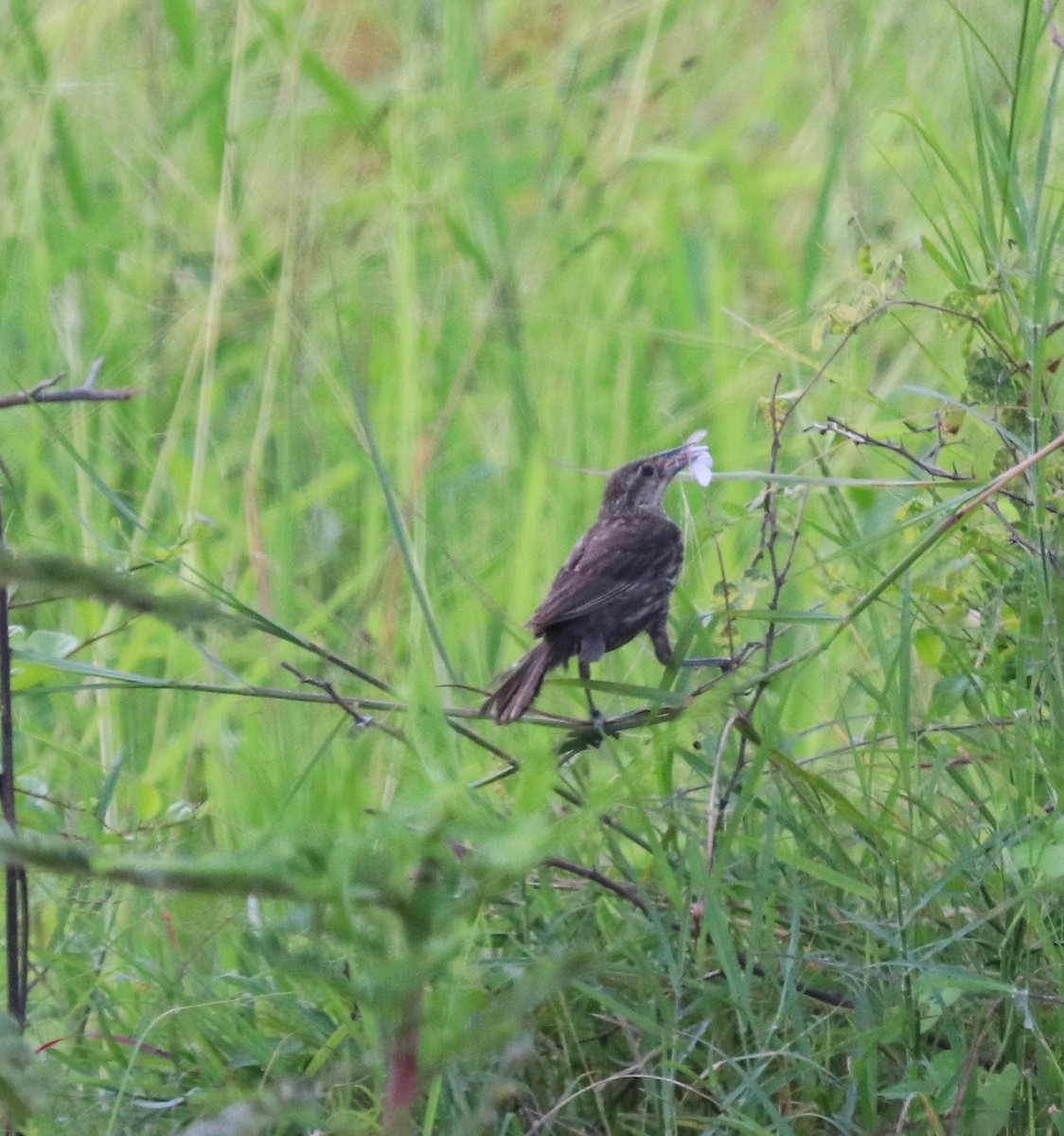 Red-winged Blackbird - ML475542771