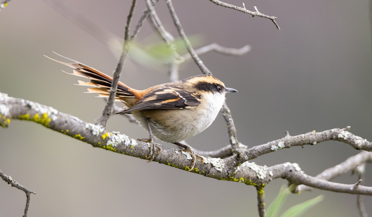 Thorn-tailed Rayadito - Andres Arancibia