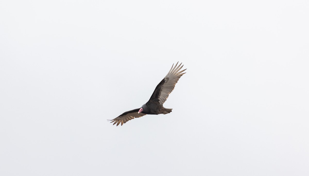 Turkey Vulture - Andres Arancibia