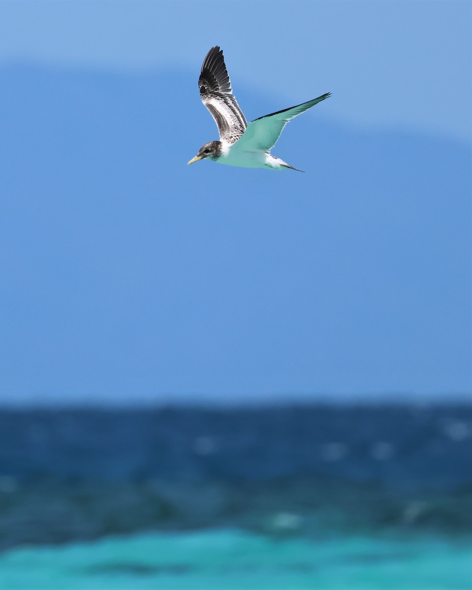 Great Crested Tern - Mark and Angela McCaffrey